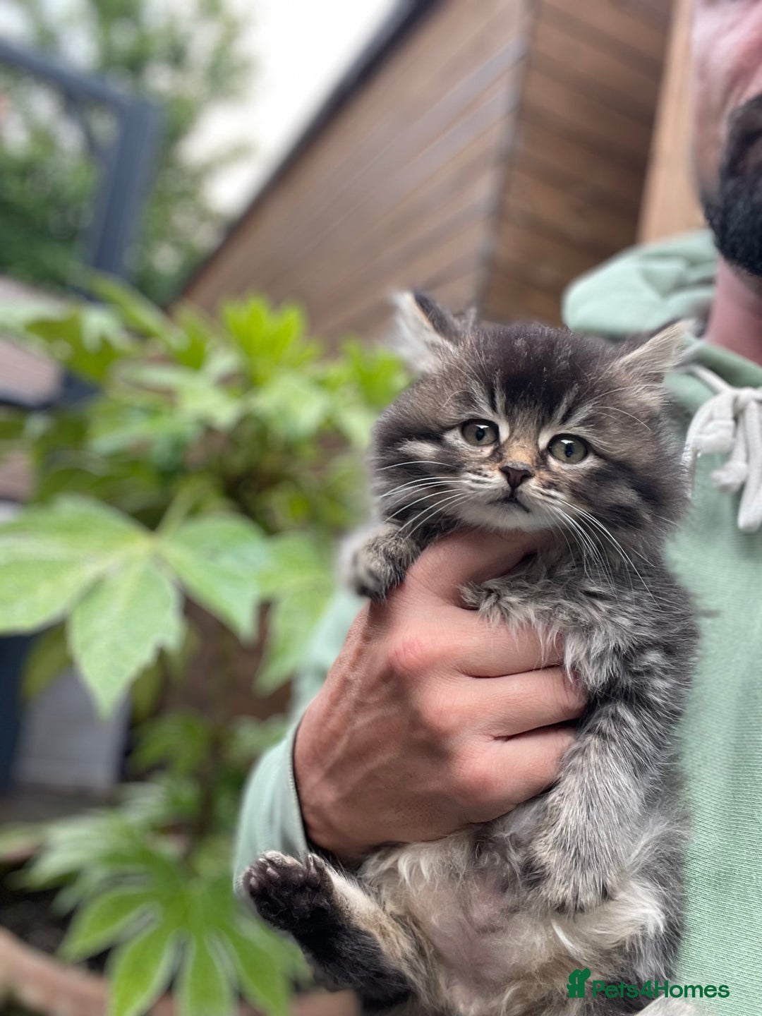 Scottish Fold cats for sale: Beautiful scotish fold straight ear kittens 🐱 ❤️ in Altrincham - Image 15