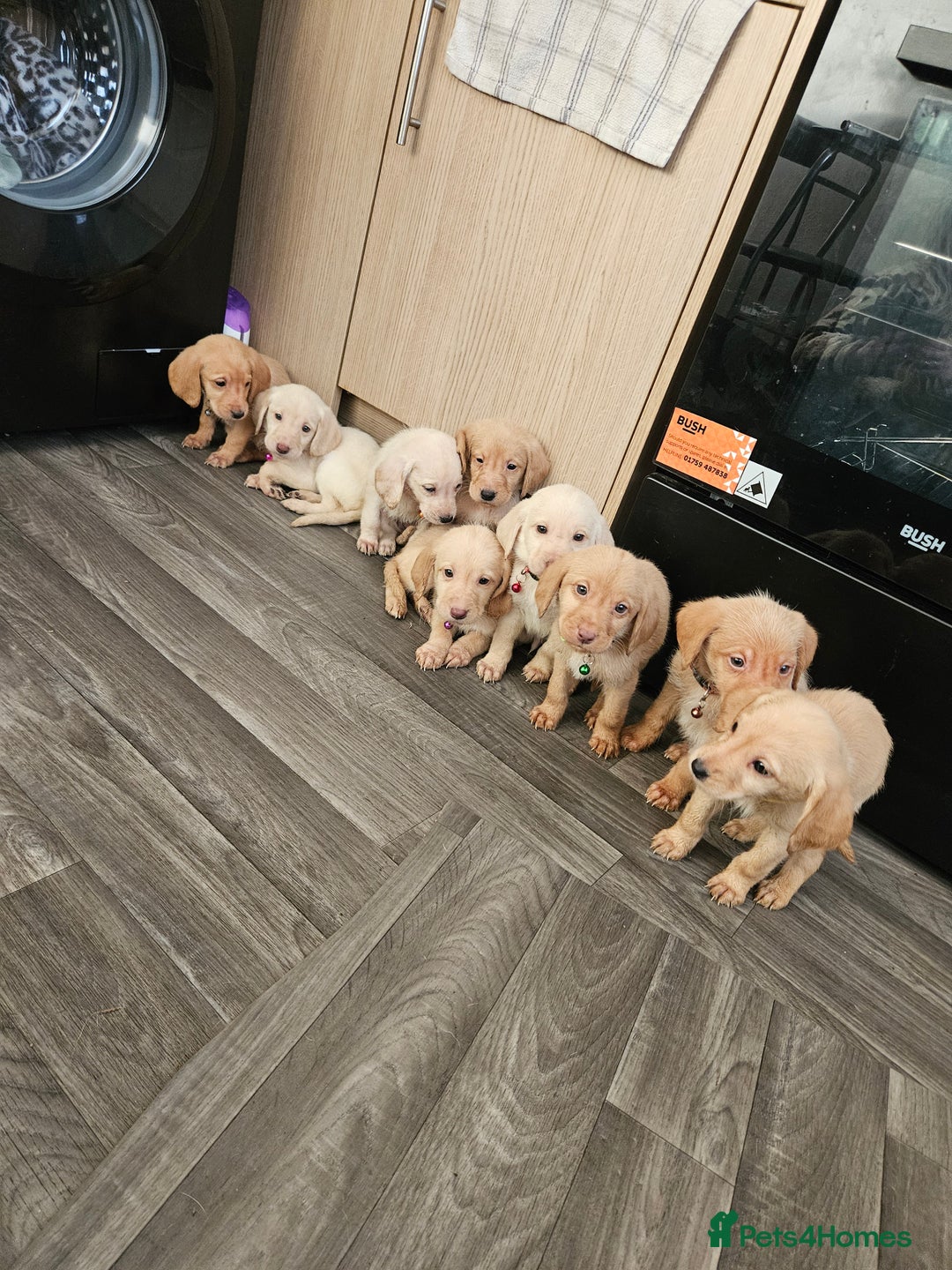Labradoodle dogs for sale: 9 gorgeous labradoodles, red fox and cream - Advert 1