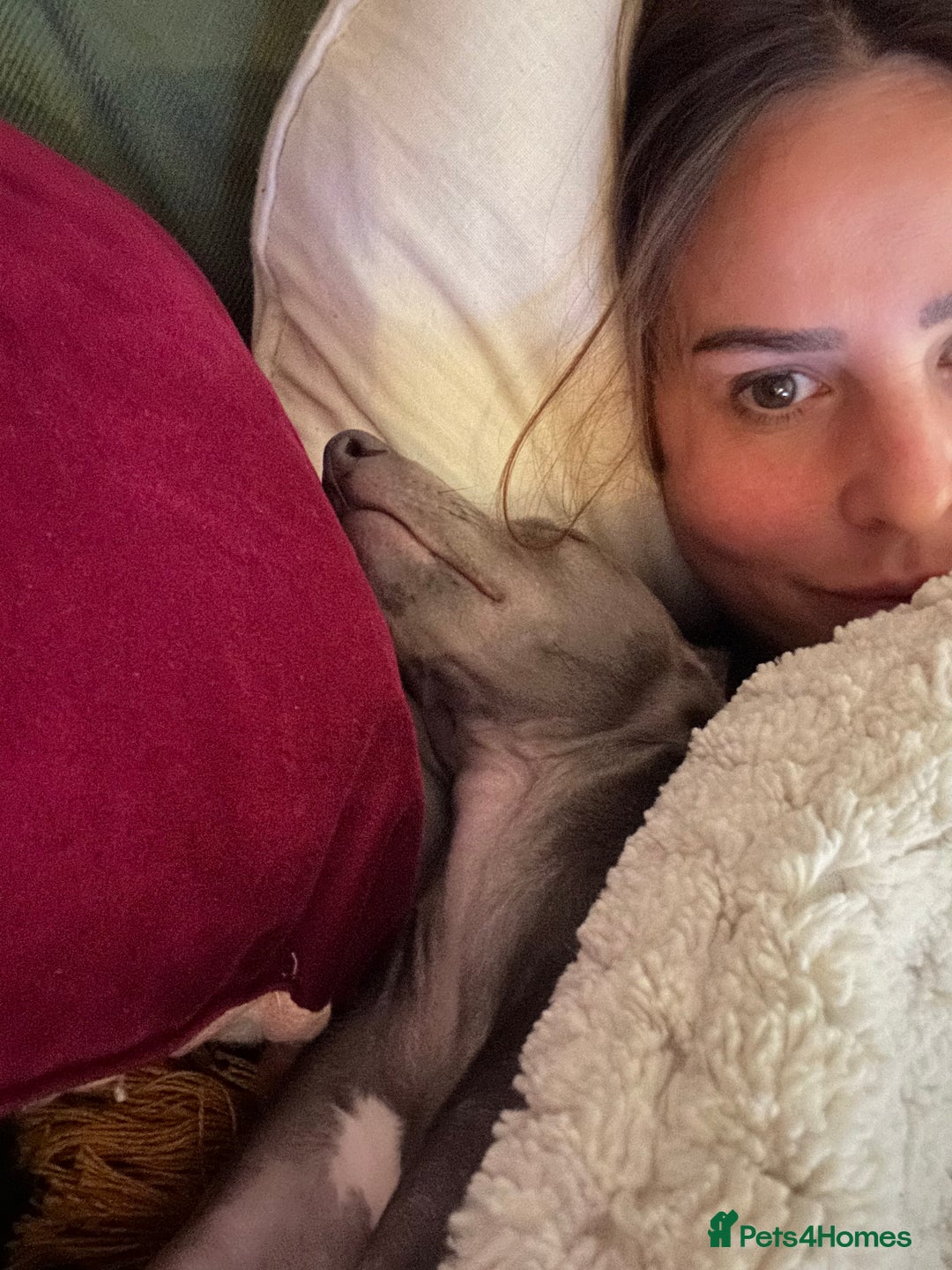 Italian Greyhound dogs for sale: Our Beautiful Iggy Looking for His Perfect Home 🤍 - Image 6