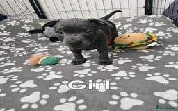 Staffordshire Bull Terrier dogs for sale: Blue staffordshire bull terrier  - Image 6