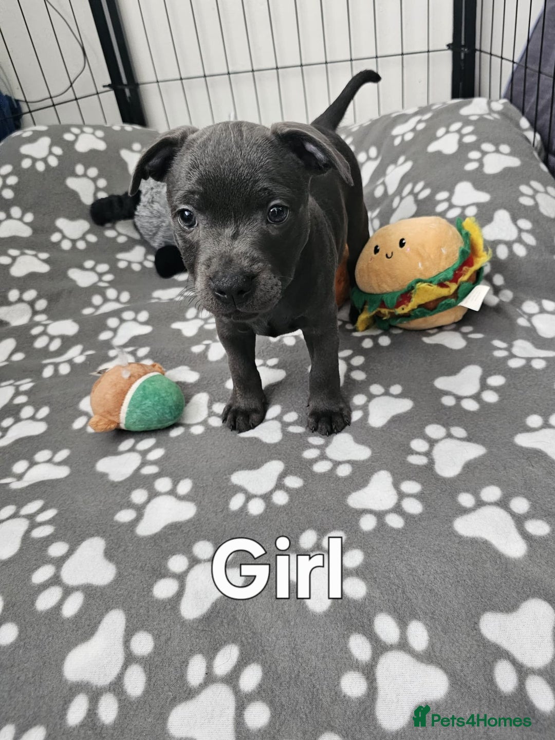 Staffordshire Bull Terrier dogs for sale: Blue staffordshire bull terrier  - Image 6
