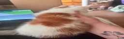 Mixed Breed cats for sale: 4 beautiful baby kittens - Advert 19