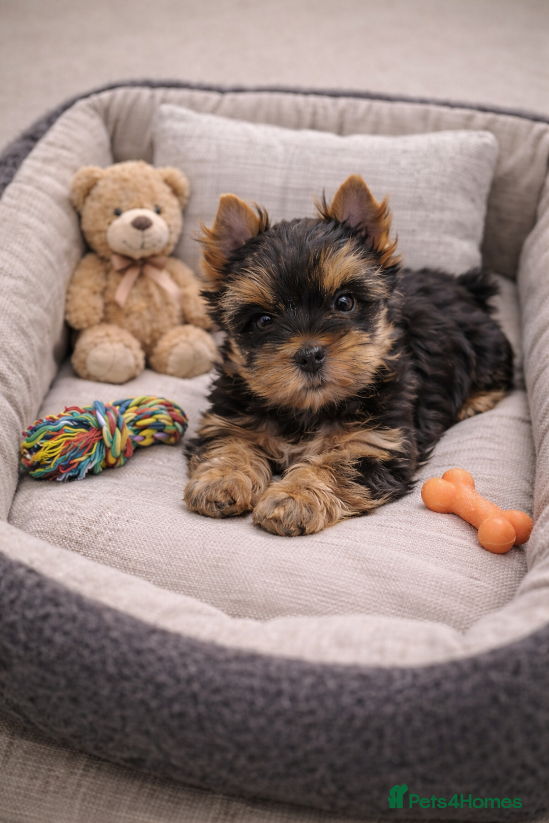 Yorkshire Terrier dogs for sale: Yorkshire Terrier  - Advert 15