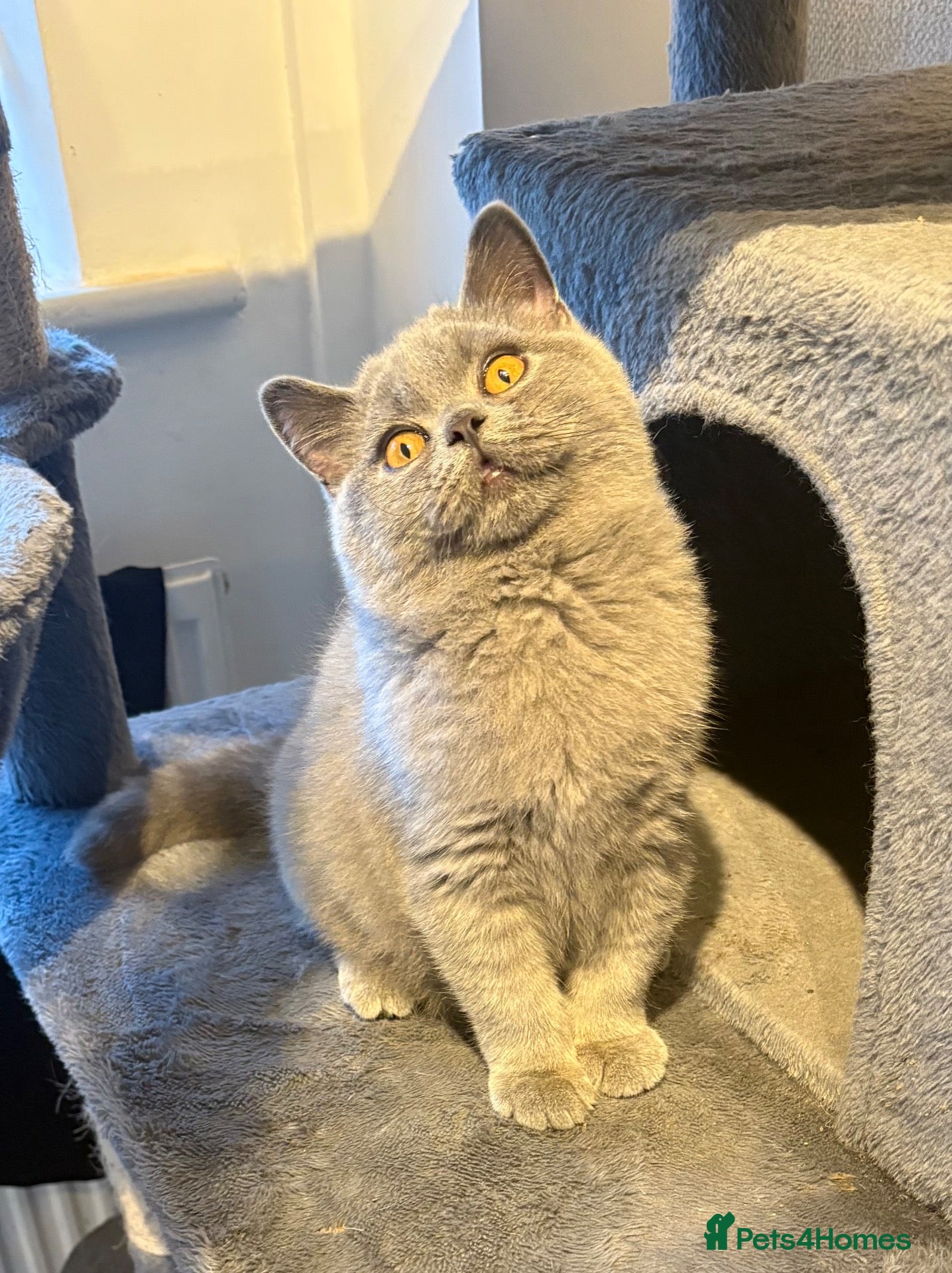 British Shorthair cats LAST BOY- Stunning British Shorthair Kitten  - Advert 4
