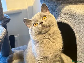 British Shorthair cats LAST BOY- Stunning British Shorthair Kitten - Advert 4