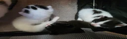 Mixed Breed cats for sale: 3 girl kitties available  in Smethwick - Advert 5