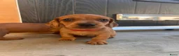 Miniature Dachshund dogs for sale: Miniature dachshund puppies - Ready Now!   - Advert 27