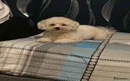 Maltipoo dogs for sale: 8 Week Maltipoo Puppy - Image 18