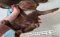 Miniature Dachshund dogs for sale: Miniature dachshund boy available  - Image 4