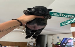 Pug dogs for sale: Home raise fawn&black Pug puppies - Advert 7