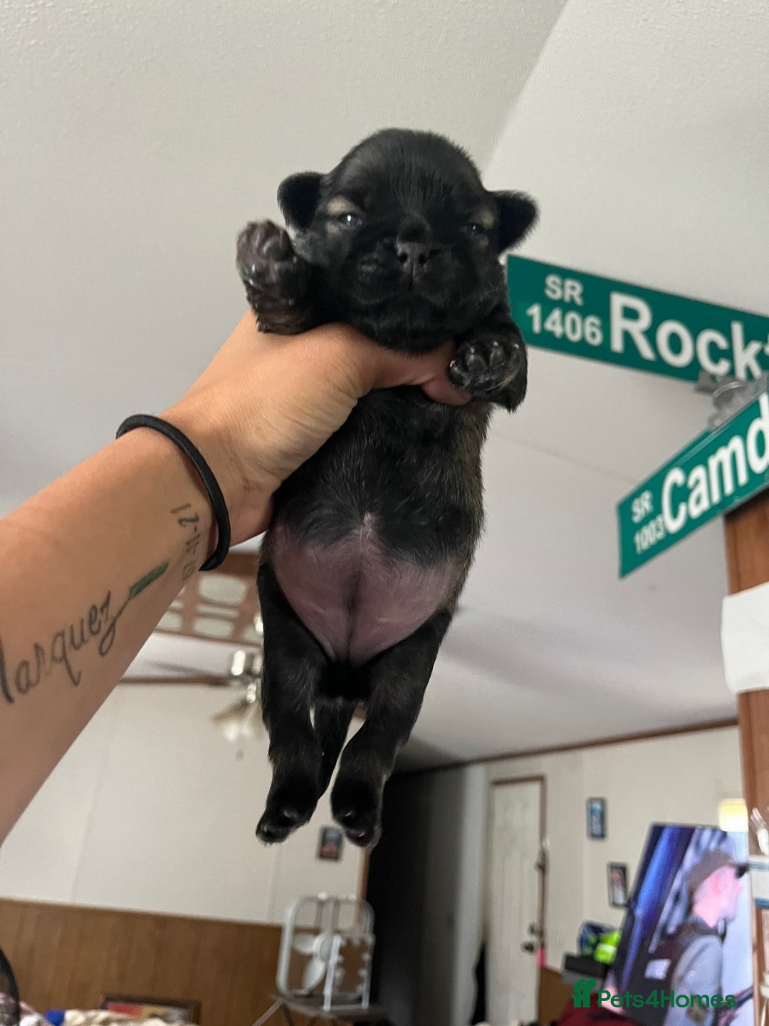Pug dogs for sale: Home raise fawn&black Pug puppies - Advert 7