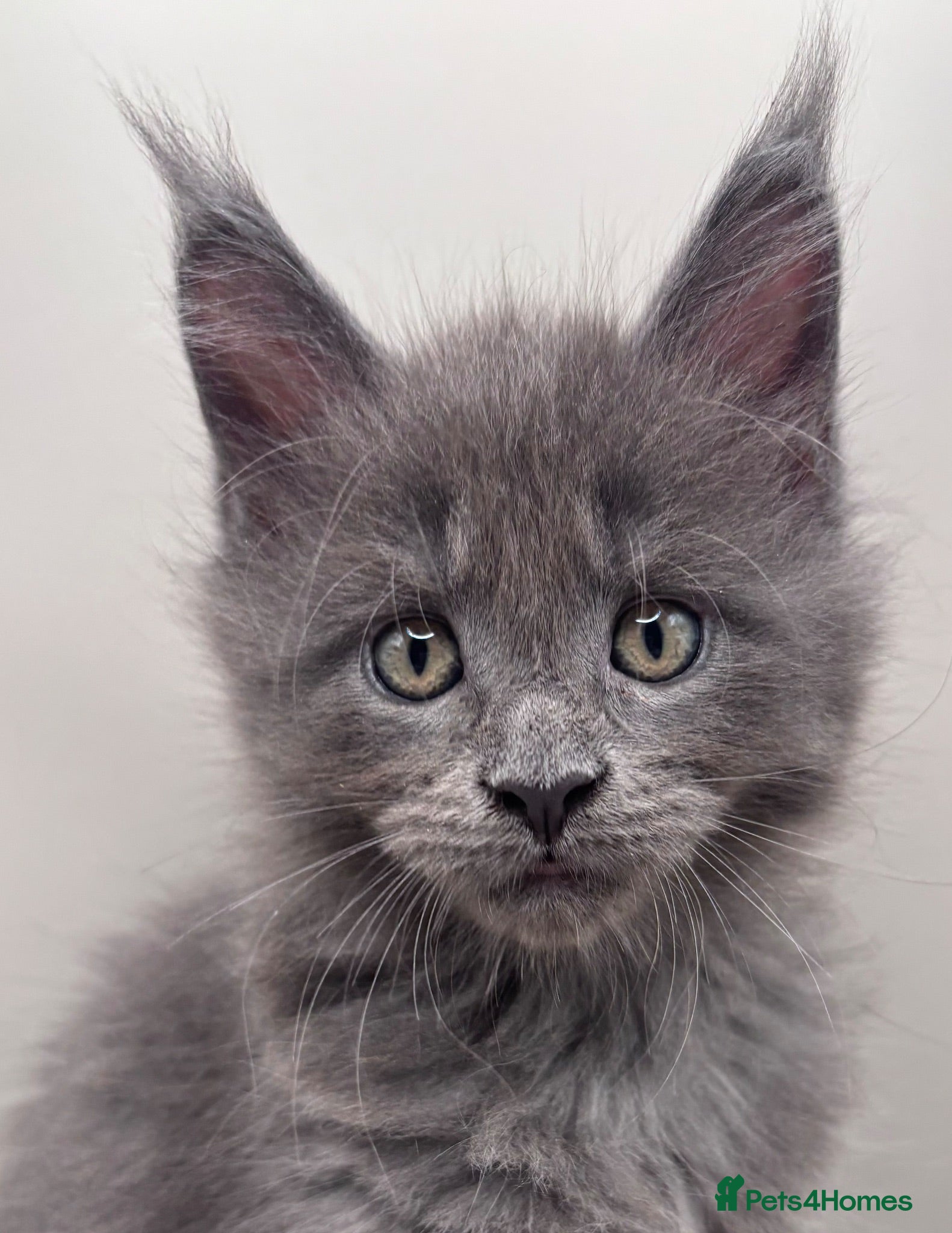 Maine Coon cats 3 Beautiful active Maine Coon Kitten’s - Advert 2