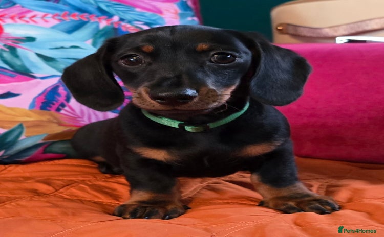 Miniature Dachshund dogs - Advert 1