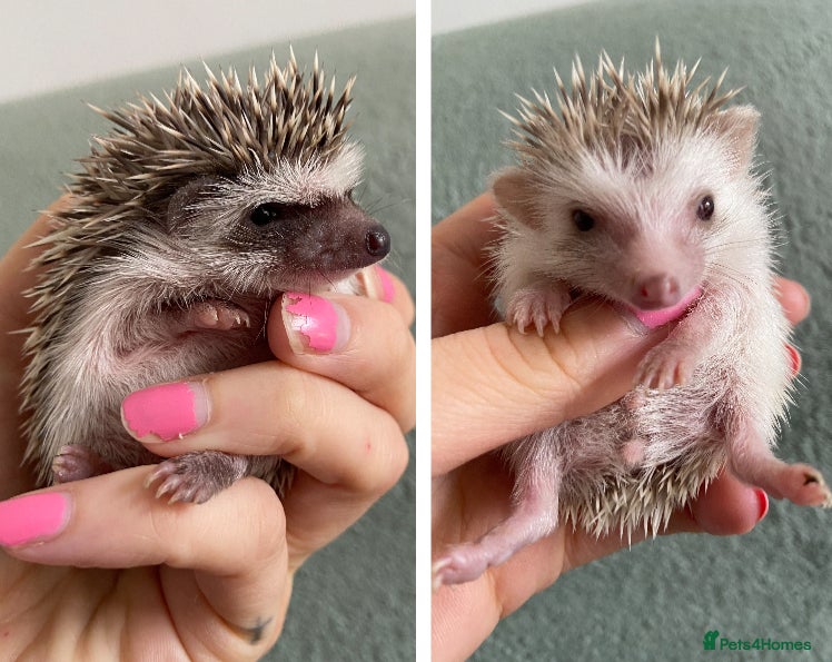 Pygmy Hedgehog rodents Beautiful Pygmy Hedgehogs  - Advert 8