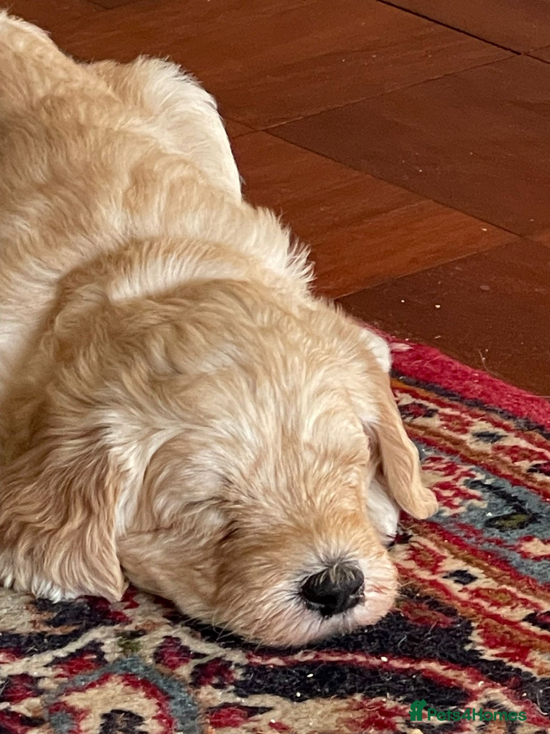 Labradoodle dogs for sale: Lily's Mini's - Multigen Mini Labradoodle Puppies - Image 29