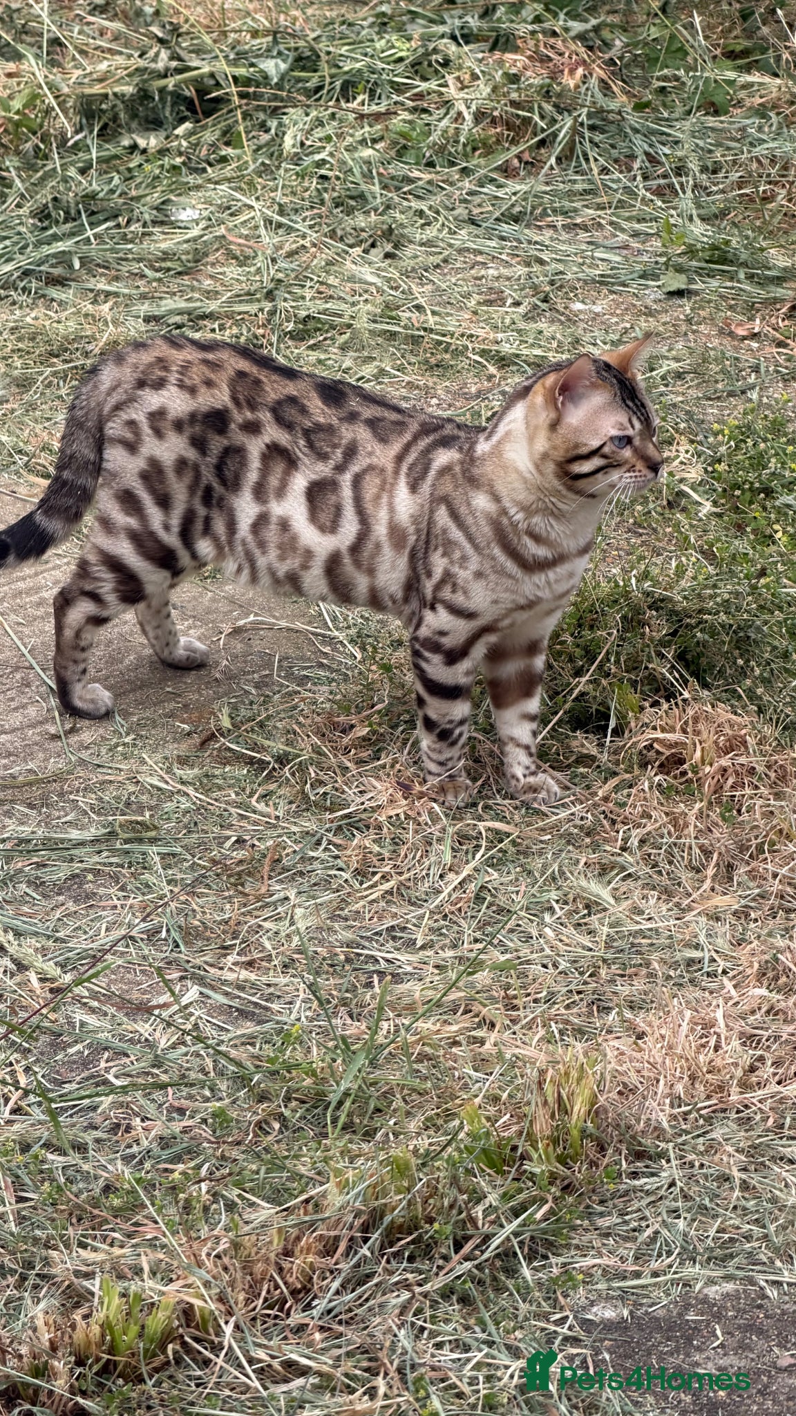 Bengal cats for sale: BENGAL 🔥 KITTENS TICA REGISTERED  - Advert 11