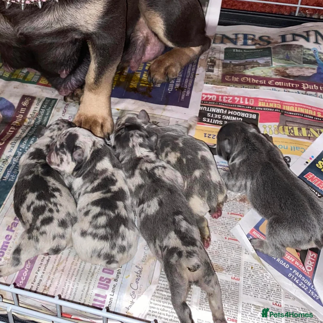 French Bulldog dogs for stud: Lilac tan merle in Sheffield - Advert 36