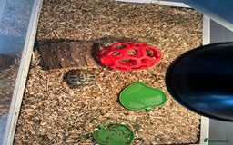 Tortoise reptiles for sale: Horsfield tortoise  - Image 4