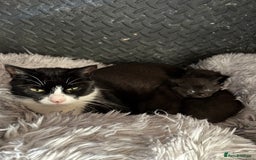 Mixed Breed cats for sale: Gorgeous half Maine coon kittens  - Image 7