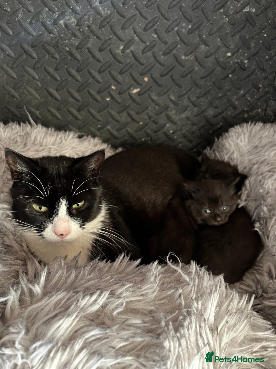 Mixed Breed cats for sale: Gorgeous half Maine coon kittens  - Image 7