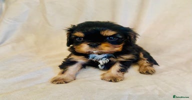 Cavalier King Charles Spaniel dogs - Advert 1