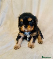 Cavalier King Charles Spaniel dogs - Advert 1