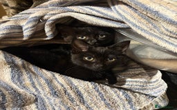 British Shorthair cats for sale: 2 BLACK FEMALE SHORTHAIR KITTENS. READY TO GO! - Image 1