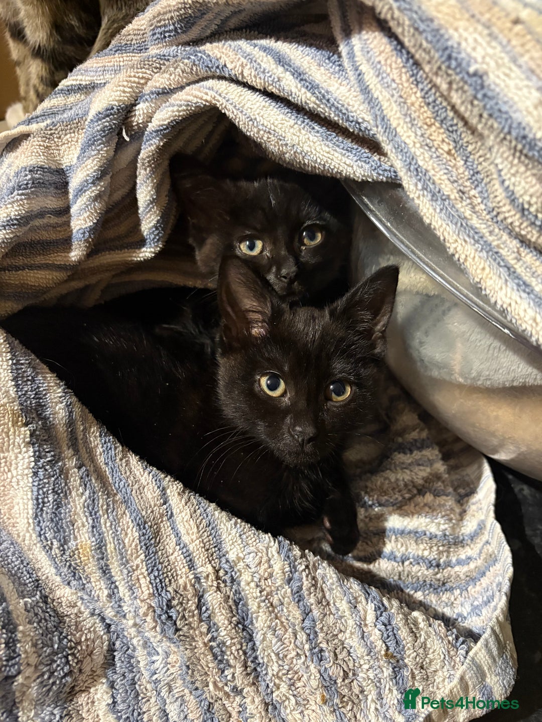 British Shorthair cats for sale: 2 BLACK FEMALE SHORTHAIR KITTENS. READY TO GO! - Image 1