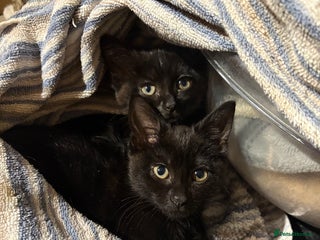 British Shorthair cats - Advert 36