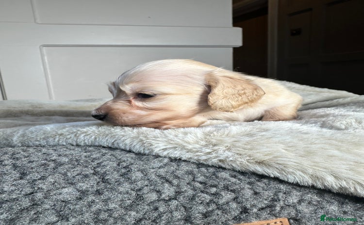 Miniature Dachshund dogs - Advert 7