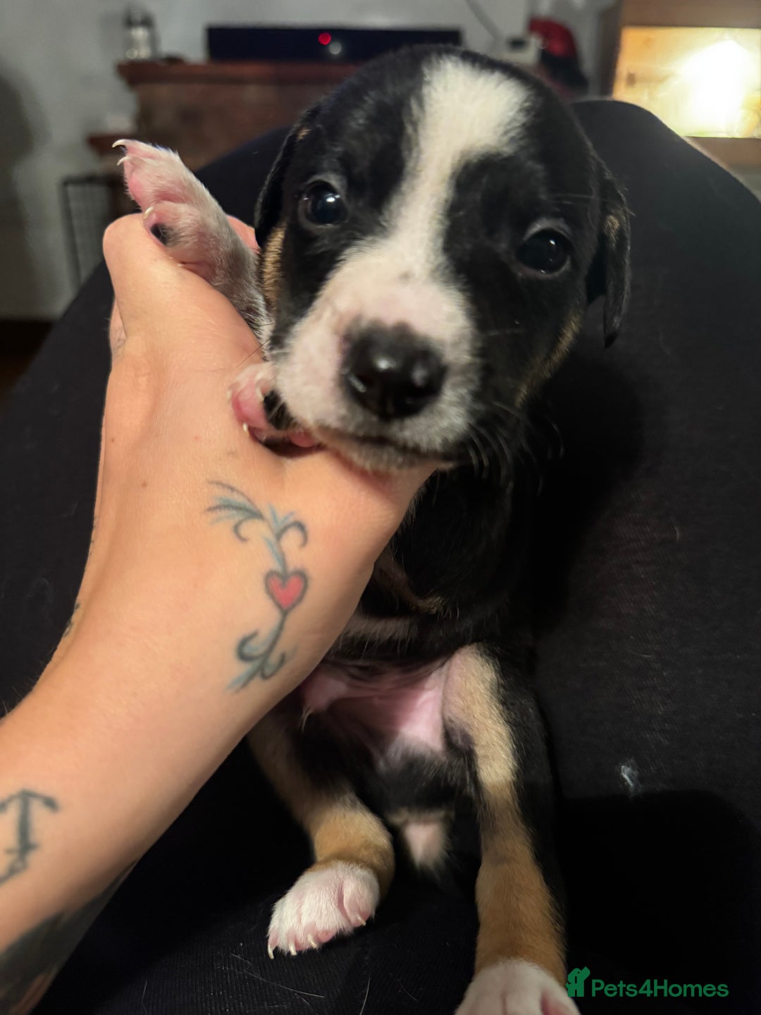 Mixed Breed dogs for sale: Pups for sale  - Advert 22