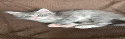 Maine Coon cats for sale: STUNNING HIGH SILVER BOY last remaining ✨ - Advert 9