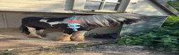 Irish Cob horses for sale: Mini cob gelding for sale  - Advert 6