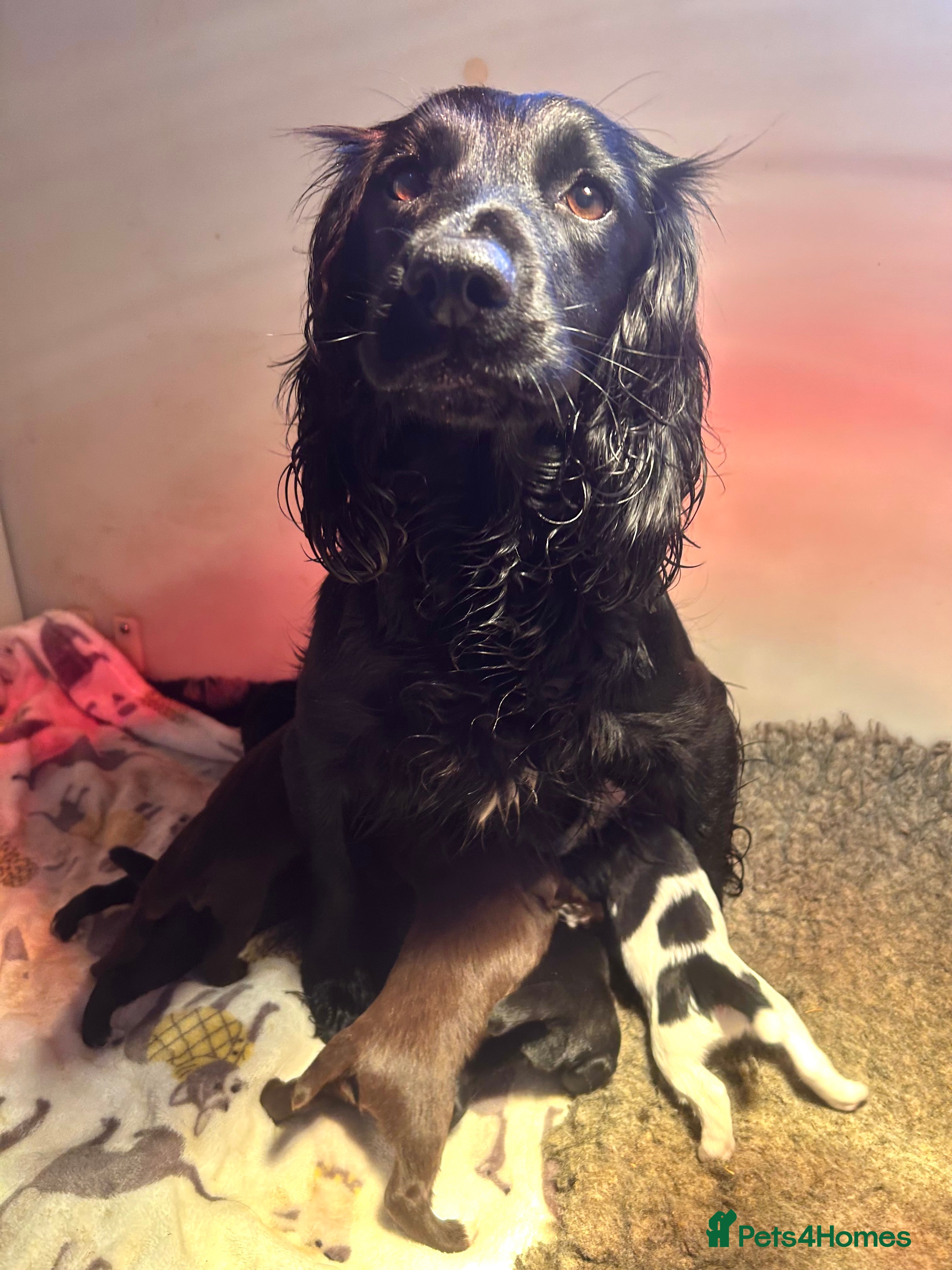 Sprocker dogs Beautiful litter of sprocker pups - Advert 1