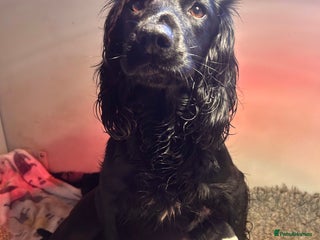 Sprocker dogs Beautiful litter of sprocker pups - Advert 1