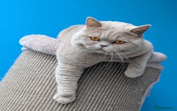 British Shorthair cats for stud: Champion BSH Stud in Derby - Image 3