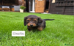 Dachshund dogs for sale: Red long-haired standard dachshund puppies - Image 21