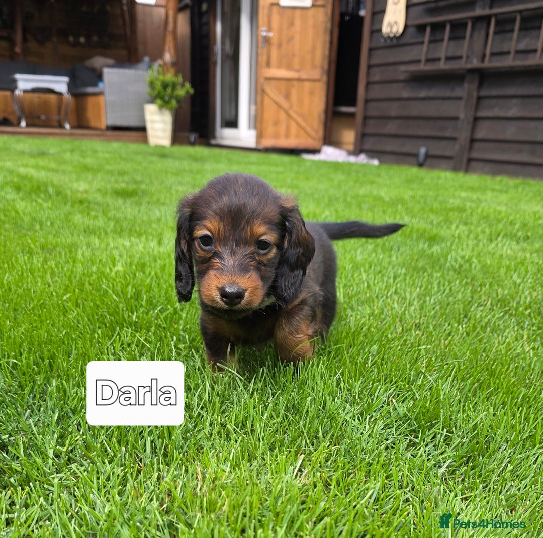 Dachshund dogs for sale: Red long-haired standard dachshund puppies - Image 21
