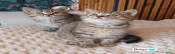 British Shorthair cats for sale: Adorable Brittish Shorthair kittens🐱 - Advert 29