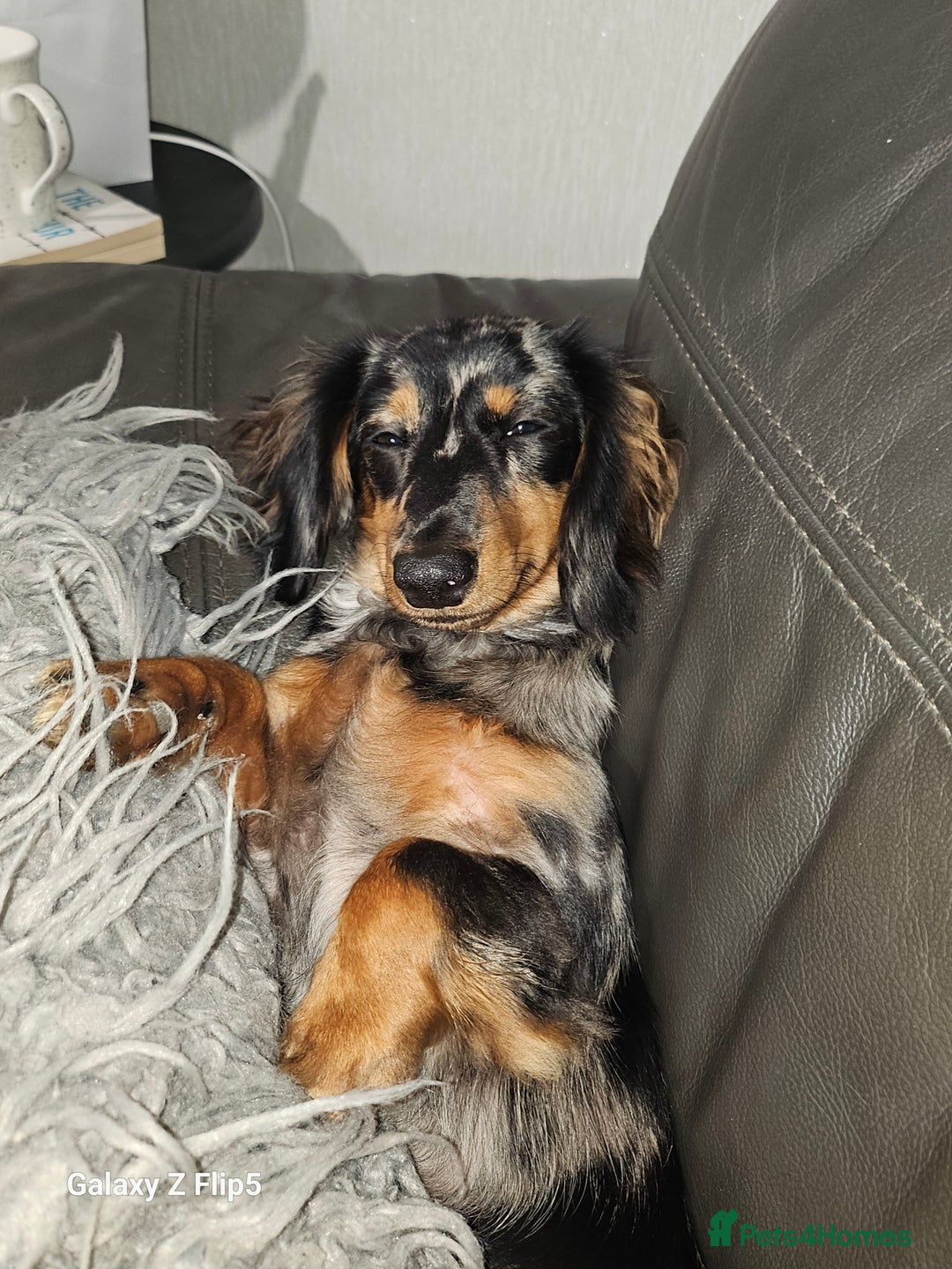 Dachshund dogs for sale: TWO DAUSHUNDS - Image 30