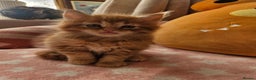 Mixed Breed cats for sale: Beautiful ginger mix long hair maine coon kittens - Advert 25