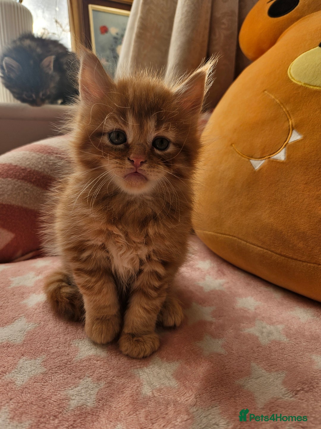 Mixed Breed cats for sale: Beautiful ginger mix long hair maine coon kittens - Advert 25