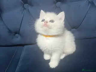 British Shorthair cats British shorthair type kittens - Advert 2