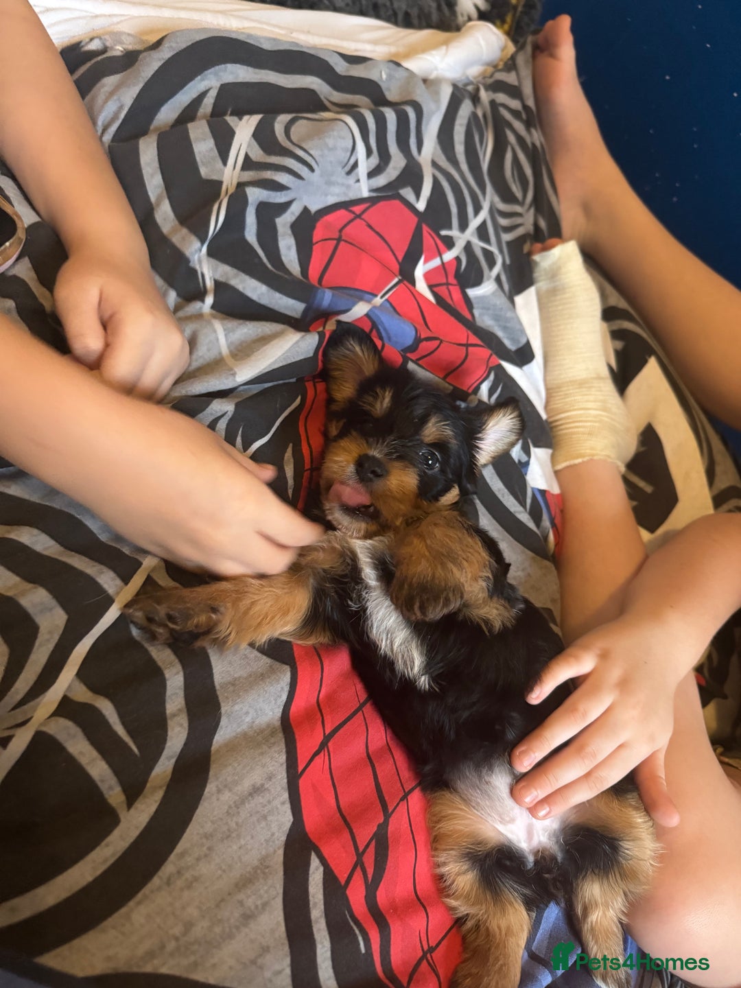 Mixed Breed dogs for sale:  Yorkshire terrier/ lhaso Apso hybrid pups - Advert 4