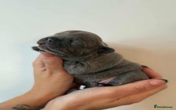 French Bulldog dogs for sale: French Bulldog Puppies - Image 11
