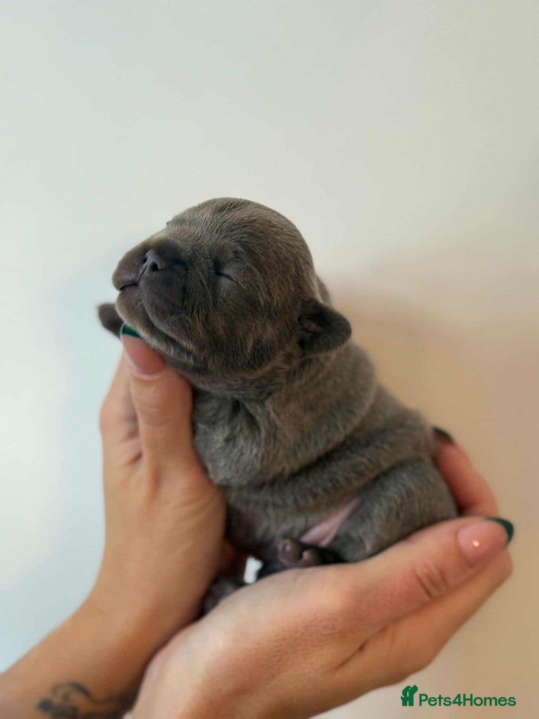 French Bulldog dogs for sale: French Bulldog Puppies - Image 11