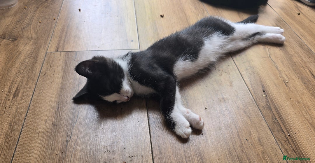 British Shorthair cats for sale: Kittens ready to go now - Image 3