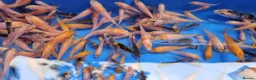 Koi Carp fish for sale: Small Medium & Large Koi Pond Fish in Chorley Carp - Advert 16