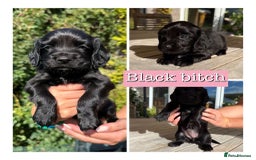Sprocker dogs for sale: 6 Sprocker Puppies For Sale  - Image 3