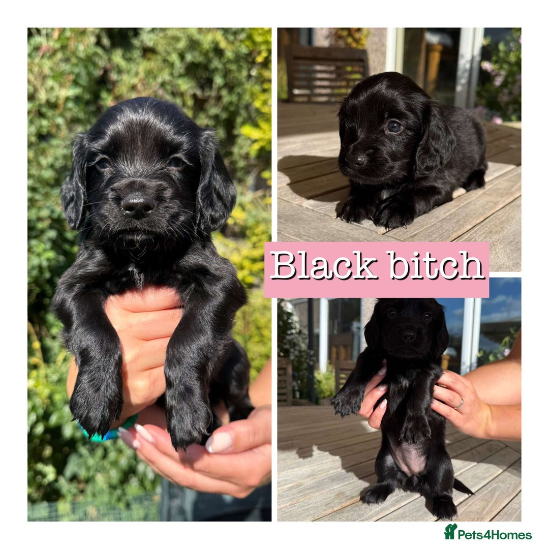 Sprocker dogs for sale: 6 Sprocker Puppies For Sale  - Image 3
